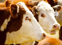 image of animal