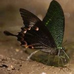 image of banded_butterfly #153