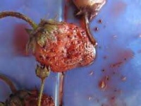 image of biological
