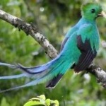image of bird