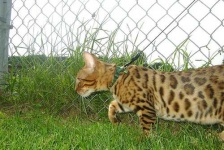 image of animal