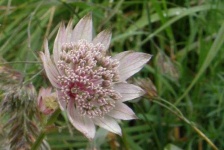 image of flower