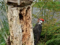 image of animal