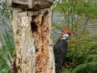 image of woodpecker #25