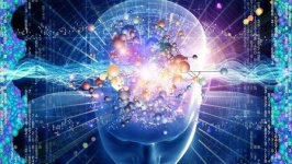 image of brain