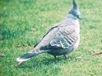 image of pigeon