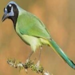 image of green_jay #24