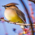 image of bird