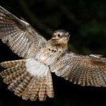 image of bird