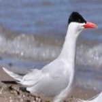 image of bird