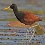 image of bird