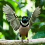 image of bird
