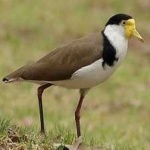 image of bird