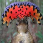 image of bird