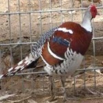 image of bird
