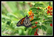 image of monarch