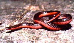 image of thunder_snake