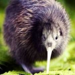 image of bird