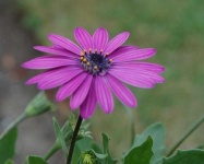 image of flower