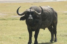 image of water_buffalo