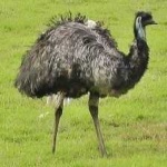 image of emu #19