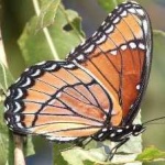 image of animal