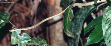 image of vine_snake