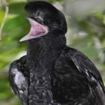 image of bird