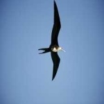 image of bird