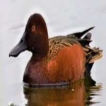 image of bird