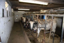 image of animal