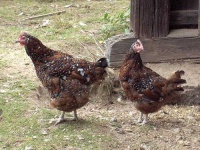 image of hen