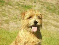 image of norfolk_terrier #30