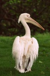 image of pelican