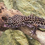 image of banded_gecko