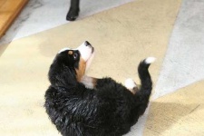 image of bernese_mountain_dog