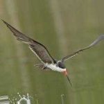 image of bird