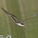 image of black_skimmer #5