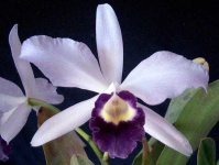 image of flower