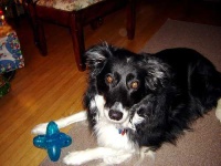 image of border_collie