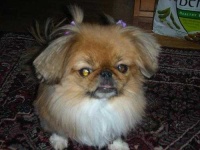 image of pekinese