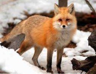 image of animal