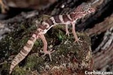 image of banded_gecko