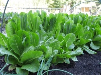 image of fruit_and_vegetable