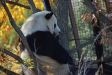 image of giant_panda
