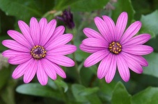 image of flower