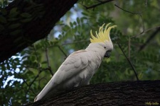 image of sulphur_crested_cockatoo #19