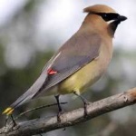 image of bird