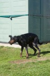 image of gordon_setter #34