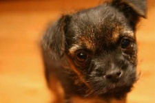 image of border_terrier